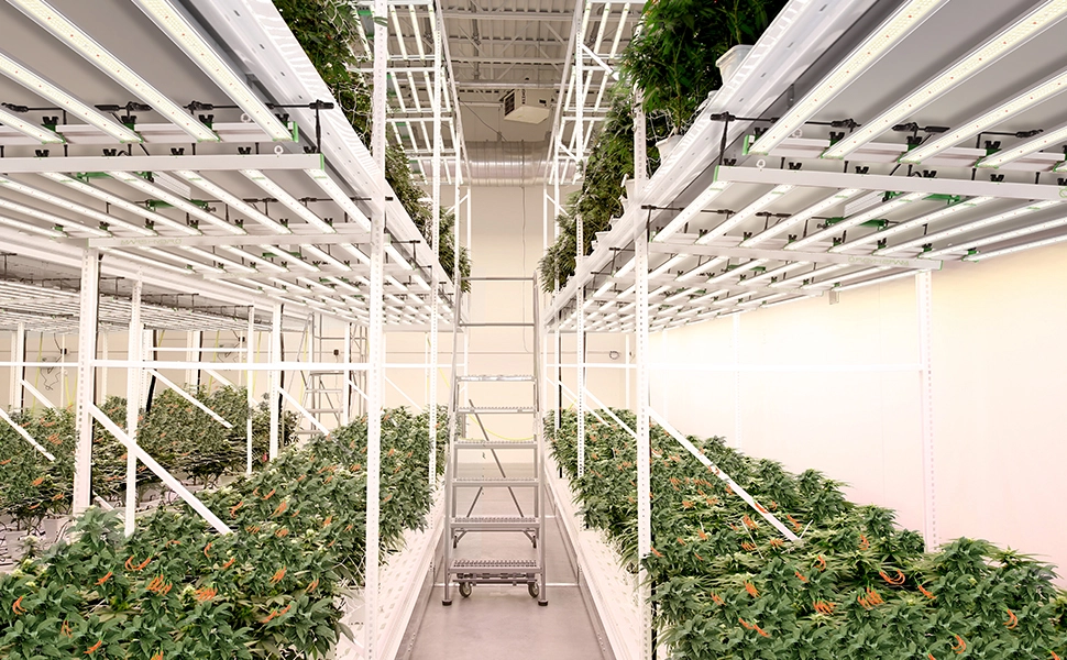 mars-hydro-fc8000-samsung-lm301b-commercial-co2-led-grow-lights-cultivation-application