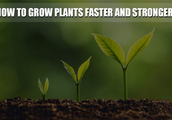 How to grow plants faster and stronger