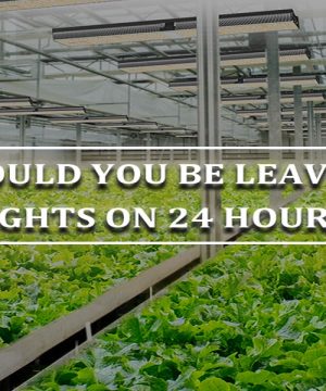 Should You Be Leaving Grow Lights On 24 Hours A Day