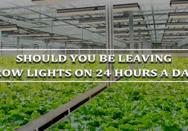 Should You Be Leaving Grow Lights On 24 Hours A Day