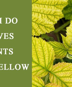 What Can I Do If the Leaves of My Plants Turning Yellow