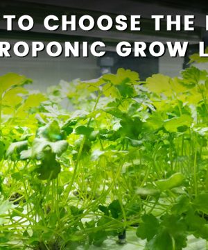 how to choose the right hydroponice grow light